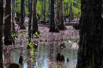 Eastern purple bladderwort